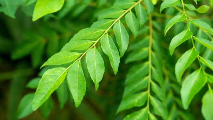 Eat these 7 leaves daily to reduce uric acid!  Let's reduce the speed!-oneindia news