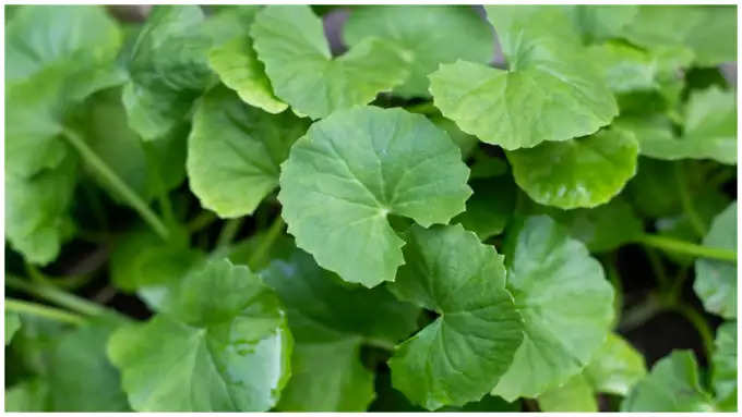 Eat these 7 leaves daily to reduce uric acid!  Let's reduce the speed!-oneindia news