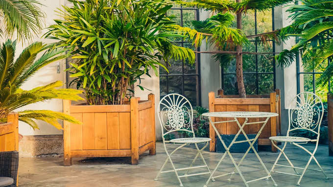 Even if there is no AC in the house, these 5 potted plants will keep the air cool.-oneindia news