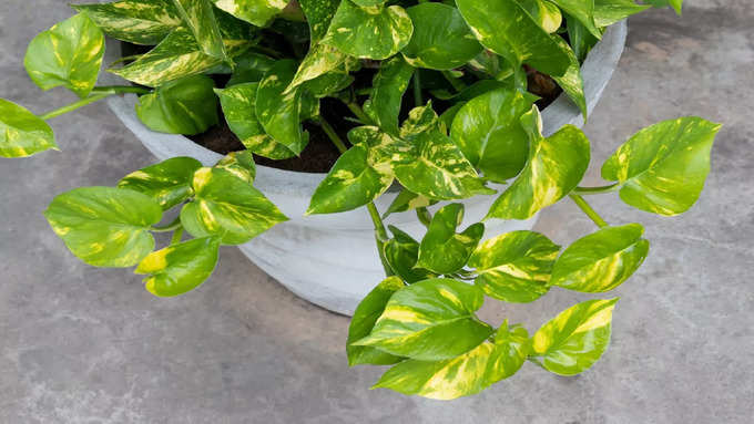 Even if there is no AC in the house, these 5 potted plants will keep the air cool.-oneindia news