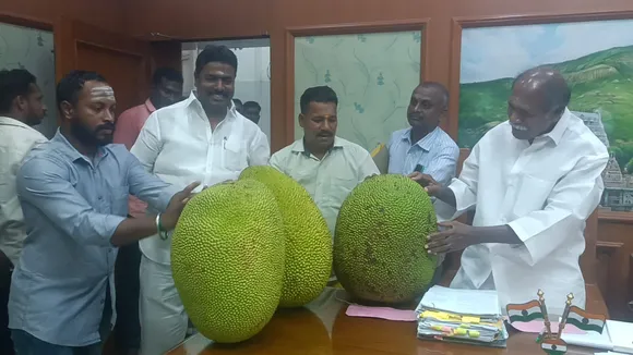 Puducherry MLA gave home-grown jackfruit to Chief Minister, MLAs;  A tradition that continues for 15 years-oneindia news