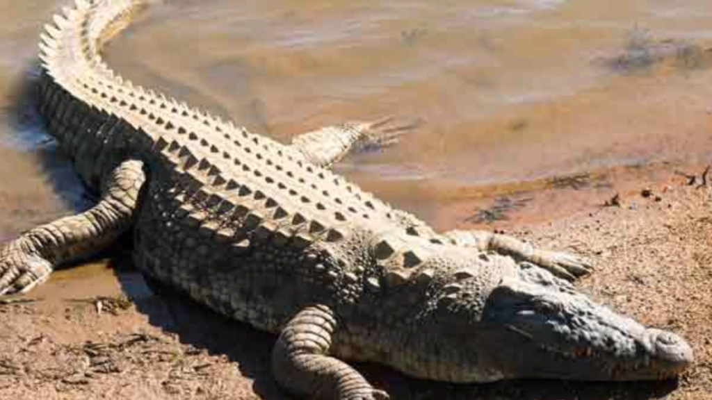 A request to set up a crocodile farm on the banks of the dam-oneindia news