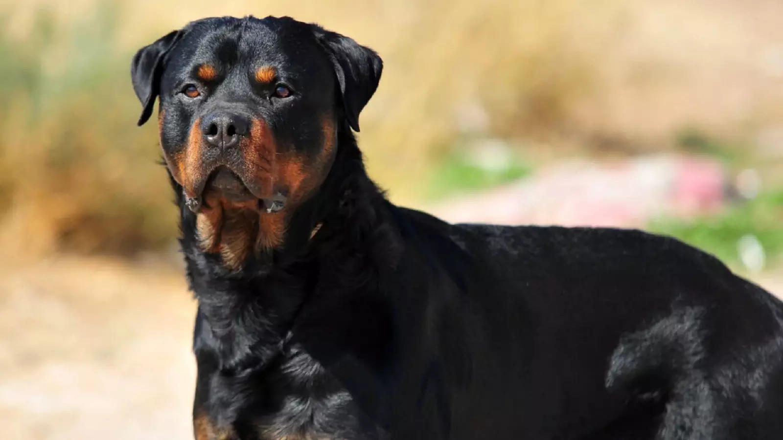 The Rottweiler dogs that bit the girl.. Get rid of them immediately.-oneindia news