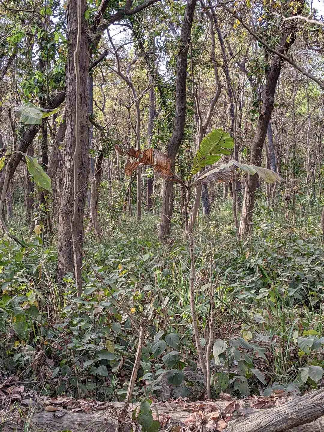 A tiger lurking in the forest... If you find it in 5 seconds, you will run away!-oneindia news