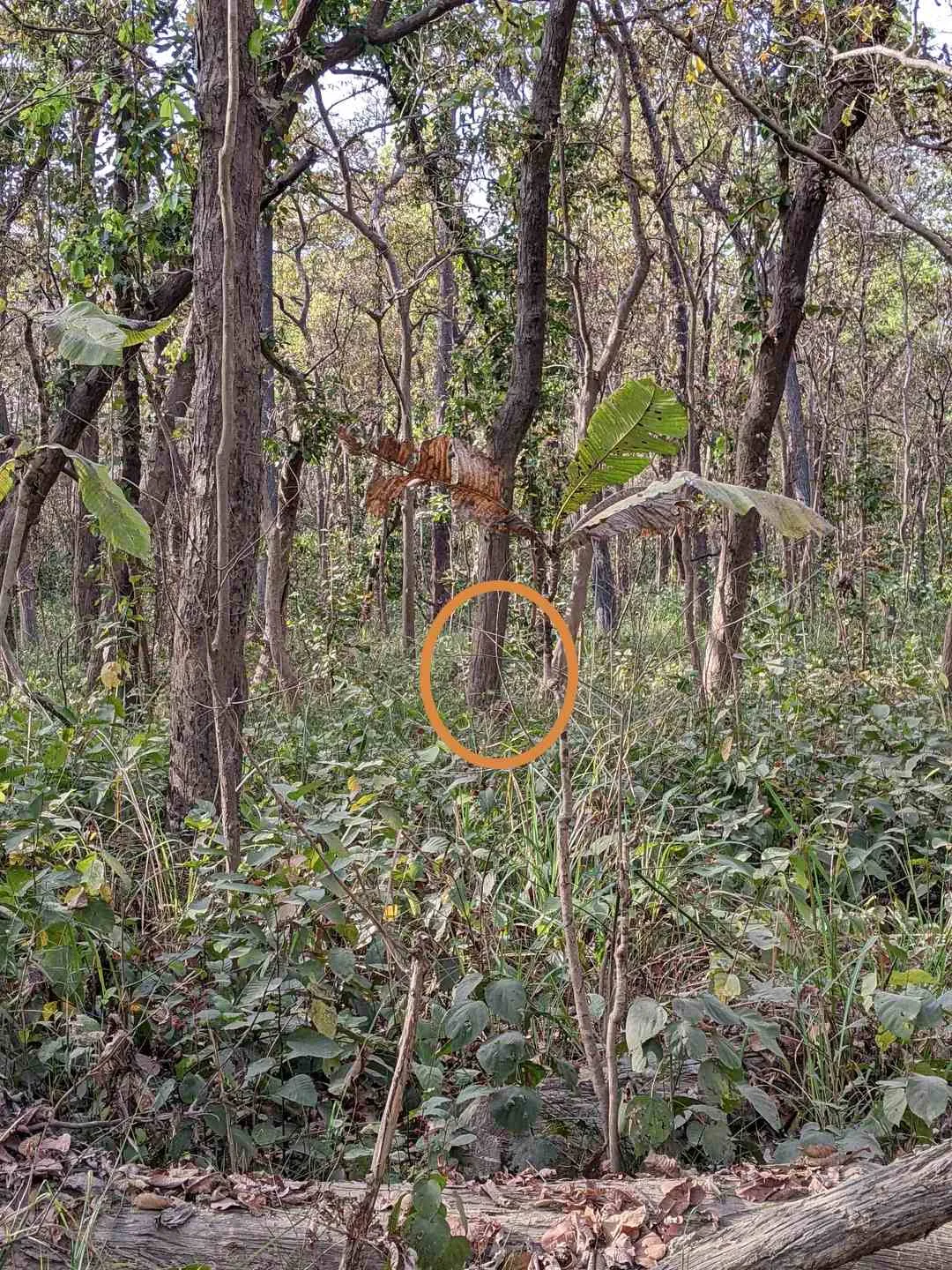 A tiger lurking in the forest... If you find it in 5 seconds, you will run away!-oneindia news