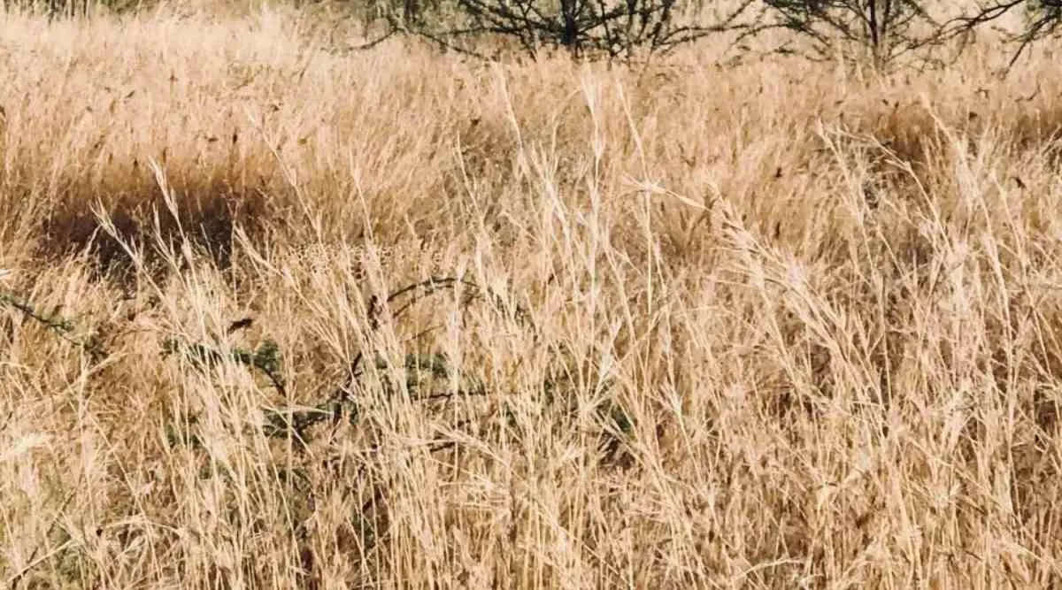 Where is the leopard in this picture?  Can you find it in 3 seconds?-oneindia news